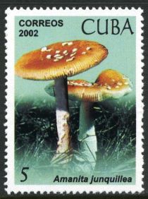 Amanita junquillea