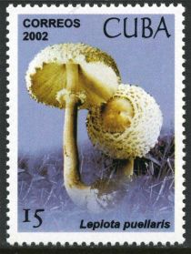 Lepiota puellaris