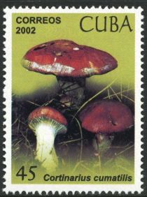 Cortinarius cumatillis