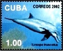 Common Bottlenose Dolphin (Tursiops truncatus)