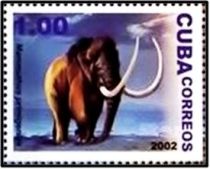 Woolly Mammoth (Mammuthus primigenius)