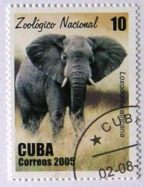 African Elephant (Loxodonta africana)