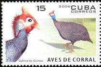 Helmeted Guineafowl (Numida meleagris)