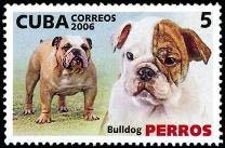 Bulldog (Canis lupus familiaris)