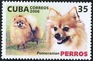 Pomeranian (Canis lupus familiaris)