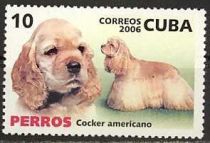 American Cocker Spaniel (Canis lupus familiaris)