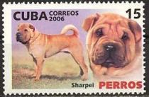 Shar-pei (Canis lupus familiaris)