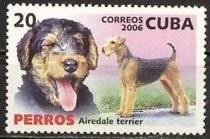 Airedale Terrier (Canis lupus familiaris)