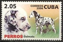 Dalmatian (Canis lupus familiaris)