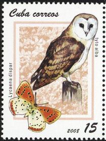 Western Barn Owl (Tyto alba), Great Copper (Lycaena dispar)