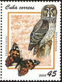 Great Grey Owl (Strix nebulosa), Painted Lady (Vanessa cardu