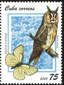 Long-eared Owl (Asio otus), Black-veined White (Aporia crata