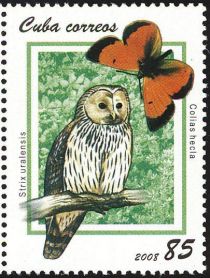 Ural Owl (Strix uralensis), Northern Clouded Yellow (Colias