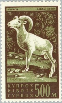 Cyprus Mouflon (Ovis musimon orientalis)