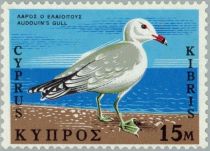 Audouin's Gull (Larus audouinii)