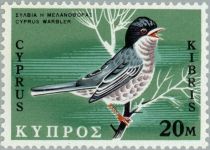 Cyprus Warbler (Curruca melanothorax)