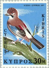 Cyprus Jay (Garrulus glandarius glaszneri)