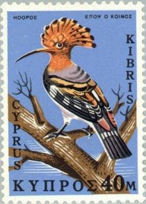 Eurasian Hoopoe (Upupa epops)