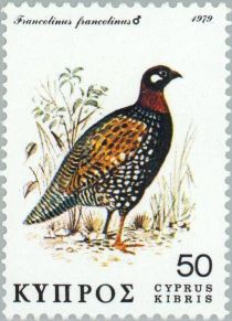 Black Francolin (Francolinus francolinus)