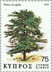 Cedar (Cedrus brevifolia)