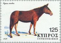 Mule (Equus mulus)