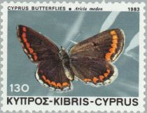 Brown Argus (Aricia medon)