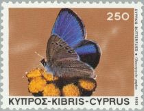 Paphos Blue Butterfly (Glaucopsyche paphos)