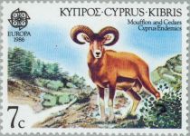 Cyprus Mouflon (Ovis musimon orientalis)