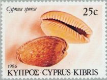 Atlantic Yellow Cowry (Cypraea spurca)