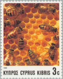 European Honeybee (Apis mellifica)