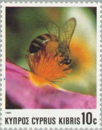 European Honey Bee (Apis mellifica)