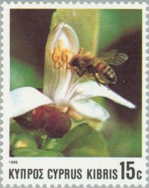 European Honey Bee (Apis mellifica)