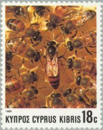 European Honey Bee (Apis mellifica)