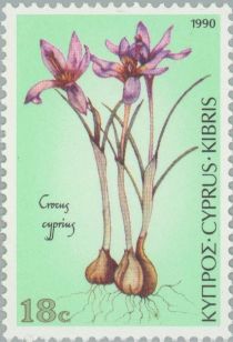 Crocus cyprius - Cyprus Crocus