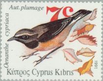 Cyprus Wheatear (Oenanthe cypriaca)