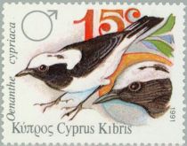 Cyprus Wheatear (Oenanthe cypriaca)