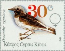 Cyprus Wheatear (Oenanthe cypriaca)