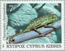 Mediterranean Chameleon (Chamaeleo chamaeleon)