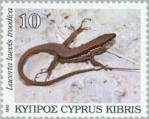 Lebanon Lizard (Lacerta laevis troodica)