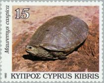 Caspian Turtle (Mauremys caspica)