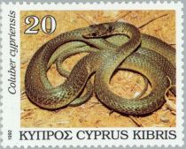 Cyprus Whip Snake (Coluber cypriensis)