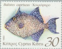 Grey Triggerfish (Balistes capriscus)