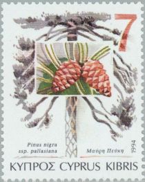 Pinus nigra (Black Pine)