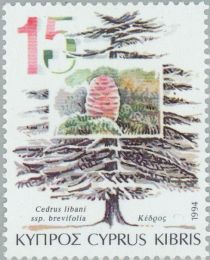 Cedrus libani (Cyprus Cedar)