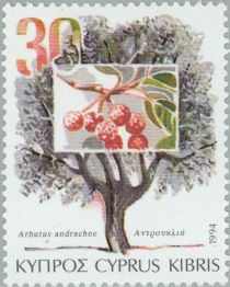 Arbutus andrachne (Berry tree)