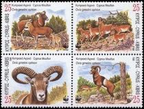 Cyprus Mouflon (Ovis gmelini ophion)