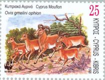 Cyprus Mouflon (Ovis gmelini ophion)