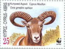 Cyprus Mouflon (Ovis gmelini ophion)