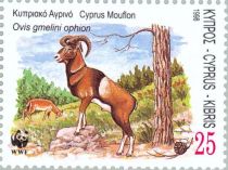 Cyprus Mouflon (Ovis gmelini ophion)