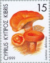 Lactarius deliciosus (Delicious Milky Cap Mushroom)